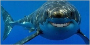 smiling shark pic